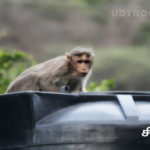 Chinnar-Monkey-Wildlife-Sanctuary