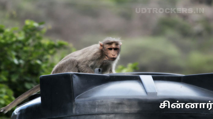 Chinnar Monkey Wildlife Sanctuary