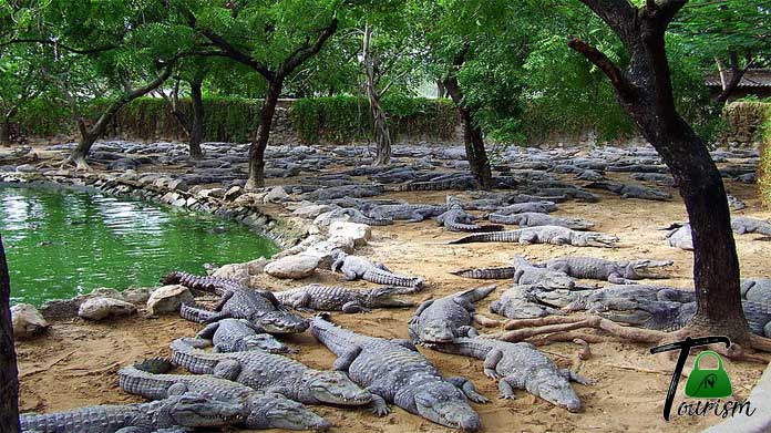 Crocodile Park Amaravathi dam - Udumalpet tourism