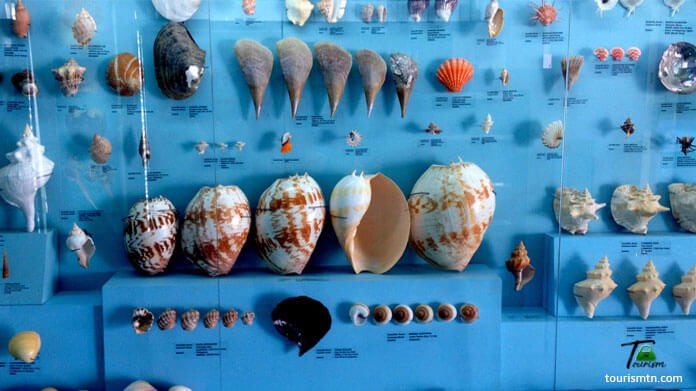 India Seashell Museum