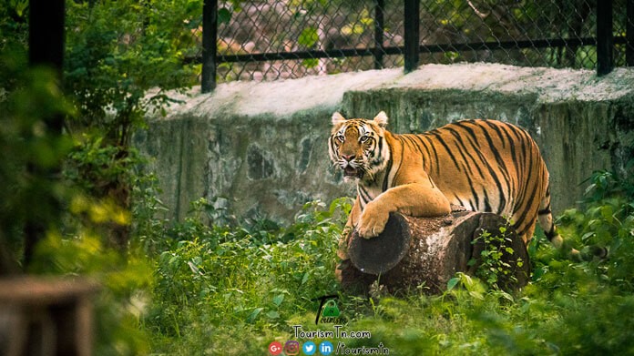 Aringer Anna Zoological Park - Chennai Tourism