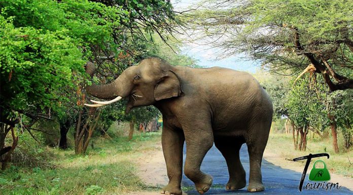 Udumalpet to Chinnar – Things to do