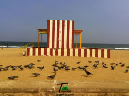 Morning Birds in Thiruvanmiyur Beach