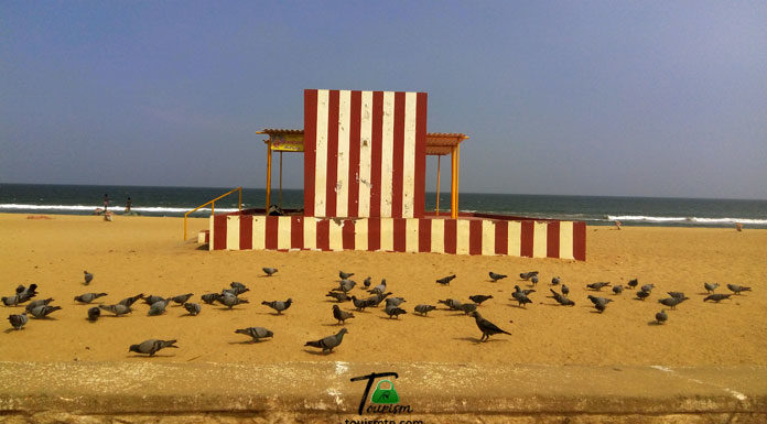 7 Things You Should Do In Thiruvanmiyur Beach. Morning Birds in Thiruvanmiyur Beach