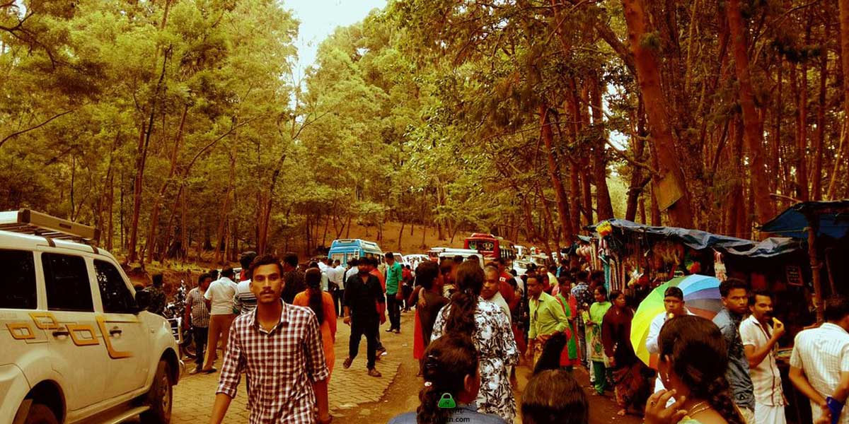 Crowdy Days in Pine Forest