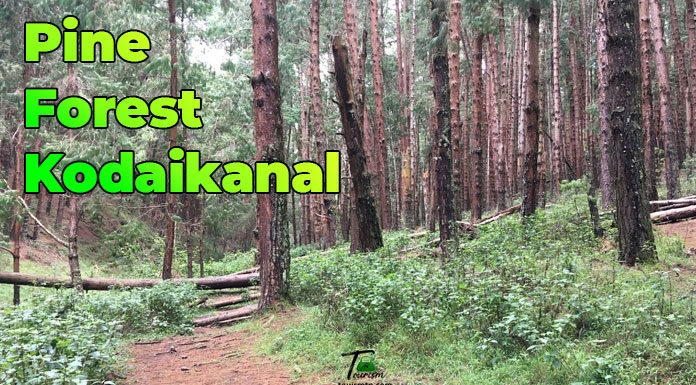 Pine Forest, Kodaikanal Pine Forest Kodaikanal