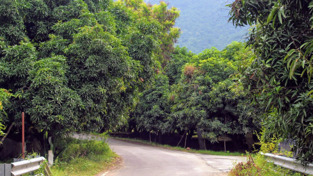 Mango Trees in Adukkam Route